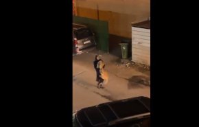 بچه شیر فراری در دستان دختر شجاع کویتی!