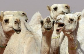 افتتاح اولین هتل شتر جهان در عربستان + فیلم