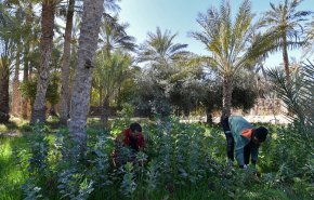 محاولات لإحياء واحة جميلة بتونس تعاني من قلة الامطار