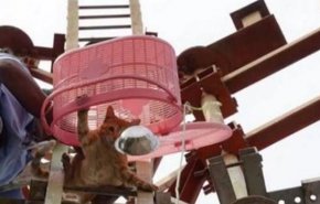 بالفيديو.. إنقاذ قط من أعلى برج اتصالات