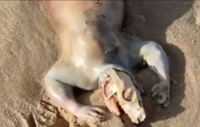 ظهور كائن غريب على شواطي استراليا..فما قصته؟