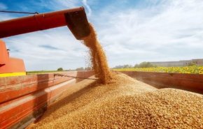روسیه ممنوعیت صادرات غلات را به کشورهای اتحادیه اوراسیا لغو کرد