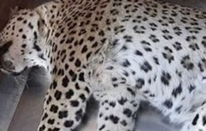 پلنگ قائم‌شهر کشته شد