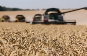 رومانيا تعلن أنها أخرجت 240 ألف طن من الحبوب من أوكرانيا
