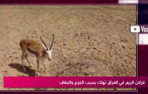 غزلان الريم في العراق تهلك بسبب الجوع والجفاف