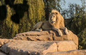 السجن يوهن الحيوانات .. العلم أثبتها