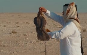 الصقر 'ليبرو' يتوقع فوز منتخب ايران على امريكا في مونديال قطر