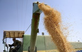 منظمة الفاو: إنتاج إيران من الحبوب یشهد نموا بنسبة 17.3%