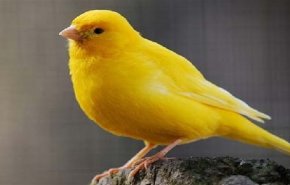 ماذا يحصل لنا عند سماع صوت العصافير؟

