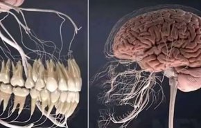 هكذا تؤثر الأسنان على صحة الدماغ!