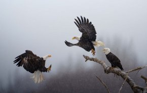 بالصور.. تعرَّف على الصورة الفائزة في مسابقة 'ناشيونال جيوغرافيك'