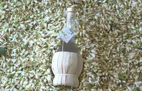 نابل التونسية تستخرج زيت نادر يستخدم في ارقی العطور