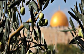 جشن برداشت زیتون به عنوان نماد مقاومت در فلسطین + فیلم 