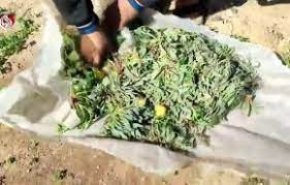 کمبود شدید مواد غذایی در غزه