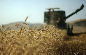 حجم تولید گندم نسبت به پارسال بیشتر شده است