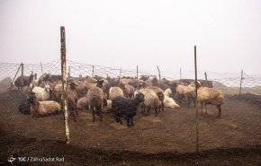 همکاری مشترک ایران و فائو برای حفاظت از گنجینه ژنتیکی