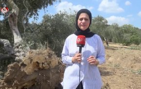 شاهد.. زيتون فلسطين يُقتلع وأهل الأرض يرفضون الرحيل