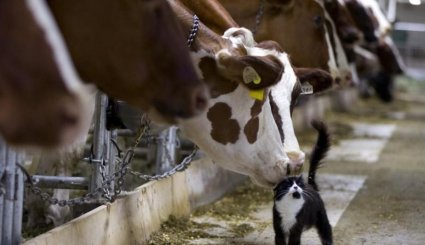دوستی‌های باورنکردنی دنیای حیوانات