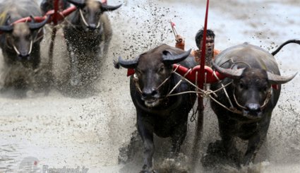 مسابقات بوفالوسواری در تایلند