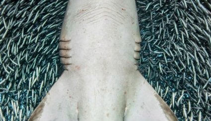 کوسه‌ای که در گرداب ماهی گرفتار شد+عکس