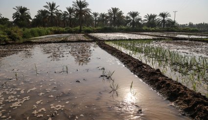 نشاء برنج در شهرستان کارون-تصاویر