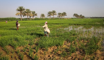 نشاء برنج در شهرستان کارون-تصاویر