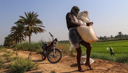 نشاء برنج در شهرستان کارون-تصاویر
