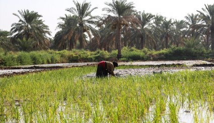 نشاء برنج در شهرستان کارون-تصاویر