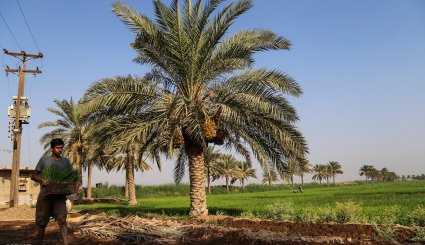 نشاء برنج در شهرستان کارون-تصاویر