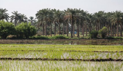 نشاء برنج در شهرستان کارون-تصاویر