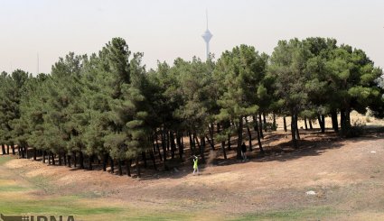 مسابقات گلف قهرمانی بانوان کشور/ تصاویر