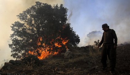 آتش سوزی در جنگلهای بلوط روستای کرآباد شهرستان سروآباد