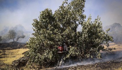 آتش سوزی در جنگلهای بلوط روستای کرآباد شهرستان سروآباد