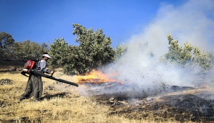 آتش سوزی در جنگلهای بلوط روستای کرآباد شهرستان سروآباد