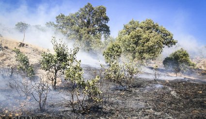 آتش سوزی در جنگلهای بلوط روستای کرآباد شهرستان سروآباد