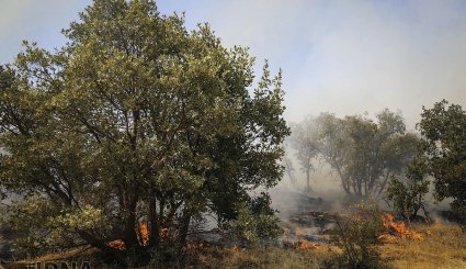 آتش سوزی در جنگلهای بلوط روستای کرآباد شهرستان سروآباد