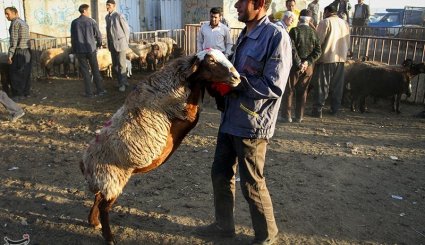 بازار فروش دام در آستانه عیدقربان - همدان. تصاویر