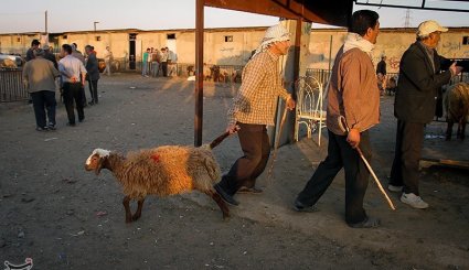 بازار فروش دام در آستانه عیدقربان - همدان. تصاویر