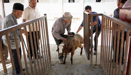 بازار فروش دام در آستانه عیدقربان - همدان. تصاویر