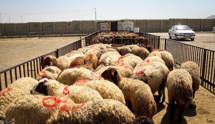 بازار فروش دام در آستانه عیدقربان - همدان. تصاویر
