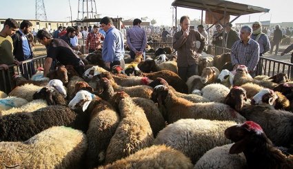 بازار فروش دام در آستانه عیدقربان - همدان. تصاویر