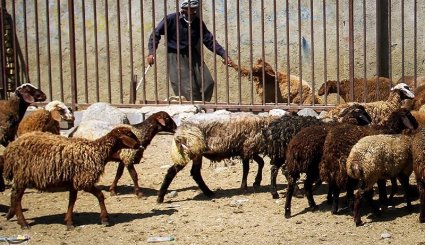 بازار فروش دام در آستانه عیدقربان - همدان. تصاویر