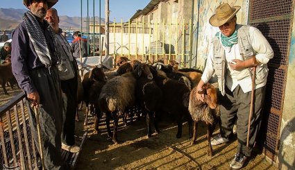بازار فروش دام در آستانه عیدقربان - همدان. تصاویر