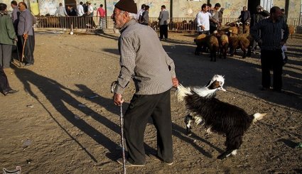 بازار فروش دام در آستانه عیدقربان - همدان. تصاویر