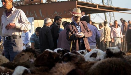 بازار فروش دام در آستانه عیدقربان - همدان. تصاویر