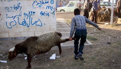 بازار فروش دام در آستانه عیدقربان - همدان. تصاویر