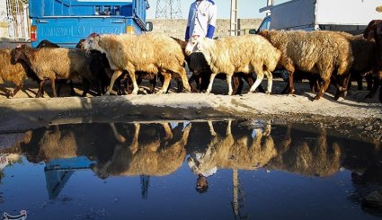 بازار فروش دام در آستانه عیدقربان - همدان. تصاویر