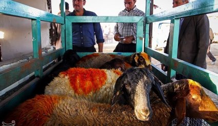 بازار فروش دام در آستانه عیدقربان - همدان. تصاویر