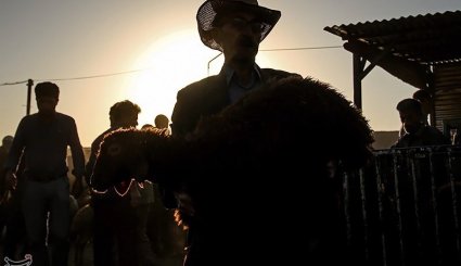 بازار فروش دام در آستانه عیدقربان - همدان. تصاویر