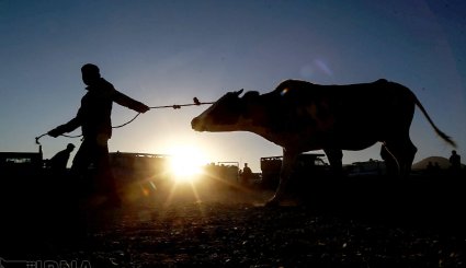 عرضه دام به مناسبت عید قربان در بجنورد و مشهد/ تصاویر